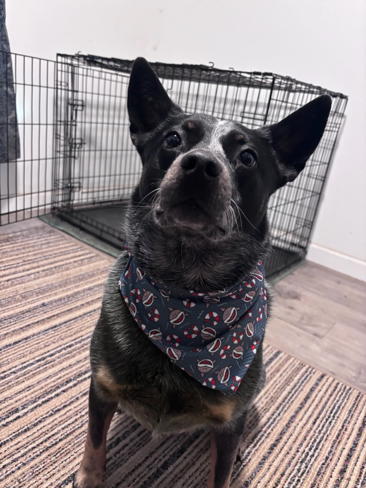 Shark Attack Scrunchie Bandana